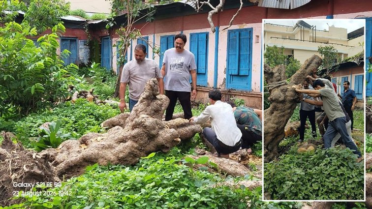 आओ सहेजें धरा : गिरे चंपा को मिला नया जीवन…….पर्यावरण संरक्षण की मिसाल बनी भू माई वेलफेयर